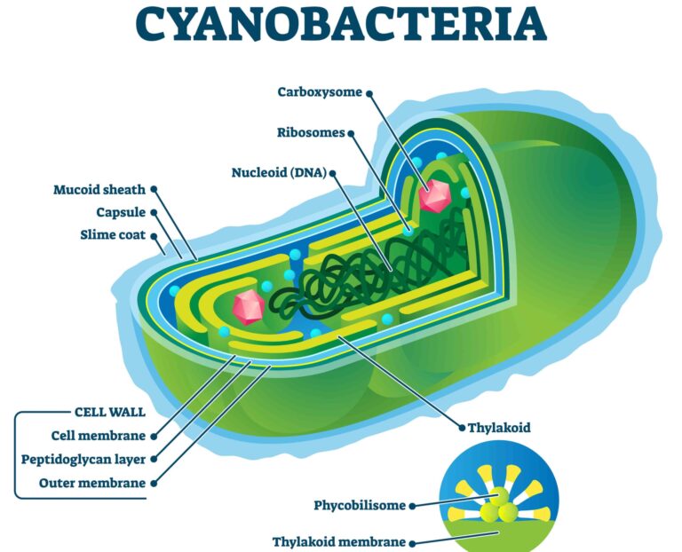 La phycocyanine, l’or bleu qui s’est perfectionné sur 3 Mrd d’années.