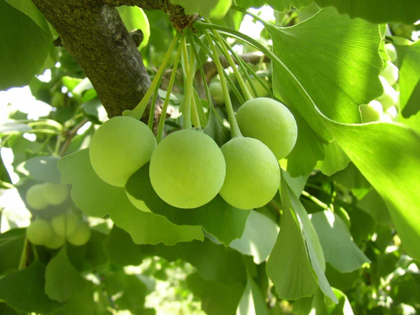 Ginkgo Biloba